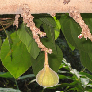 Фикус ушковидный 
Ficus auriculata - плоды