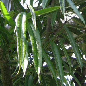 Фикус / Ficus barteri - листья