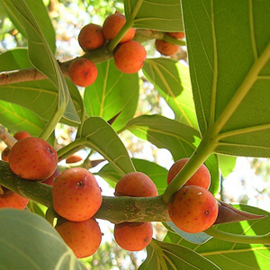 Фикус бенгальский / Ficus benghalensis - плоды