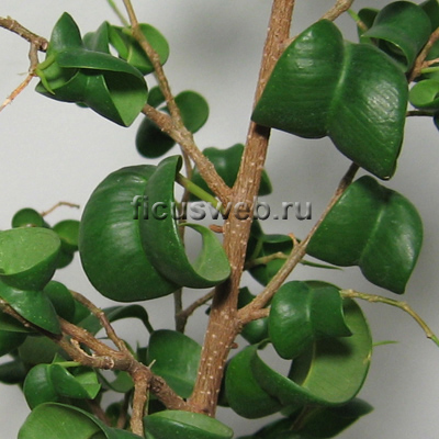   / Ficus Barok -  