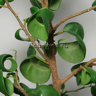   / Ficus Barok -  