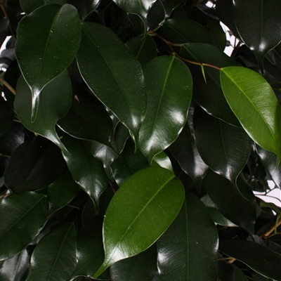 Фикус Даниэль / Ficus Danielle - листья