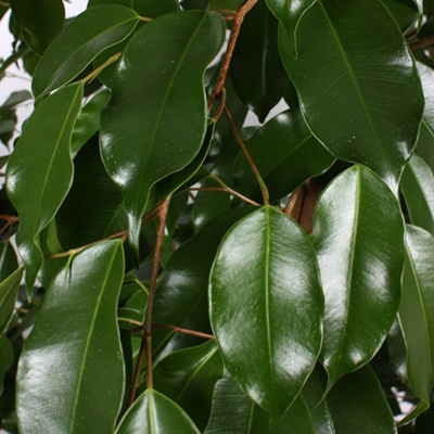 Фикус Экзотика / Ficus Exotica - листья
