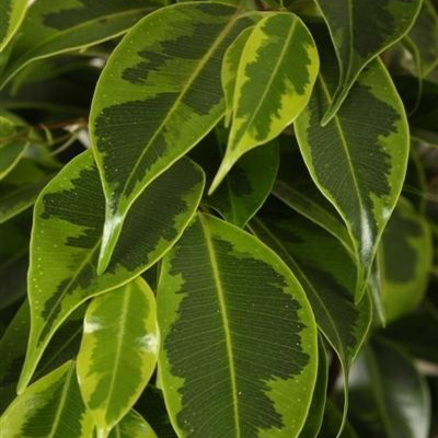 Фикус Регидан / Ficus Regidan - листья