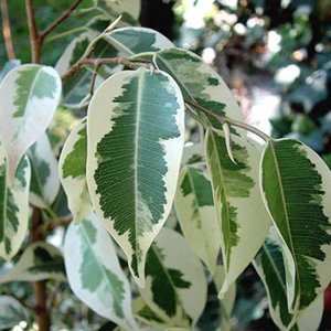 Фикус бенджамина вариегата 
Ficus benjamina variegata