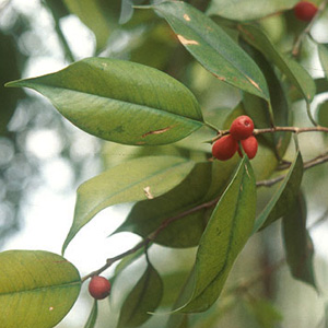 Фикус бенджамина / Ficus benjamina - плоды