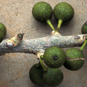 Фикус / Ficus bubu - плоды 
original photo (с) www.figweb.org