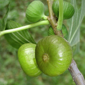 Инжир, смоковница
Фикус карика, Ficus carica - фига