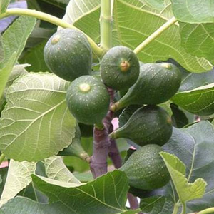 Фиговое дерево, смоковница
Фикус карика, Ficus carica - плоды