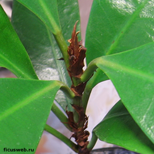  
Ficus cyathistipula - 