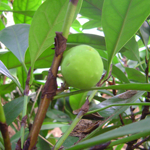  
Ficus cyathistipula - 