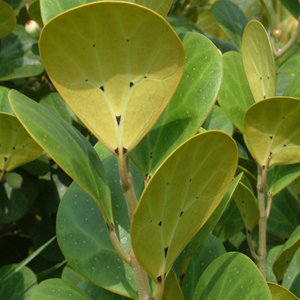 Фикус дельтовидный / Ficus deltoidea - листья
