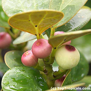 Фикус дельтовидный / Ficus deltoidea - плоды 
original photo (с) www.toptropicals.com