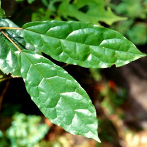  / Ficus dryepondtiana 
original photo () www.figweb.org