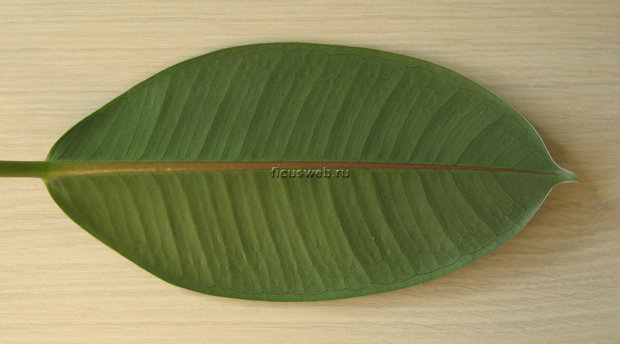 Ficus Abidjan - лист снизу