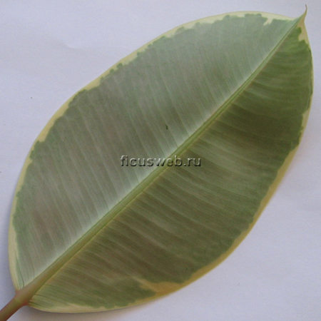 Ficus Tricolor - лист снизу