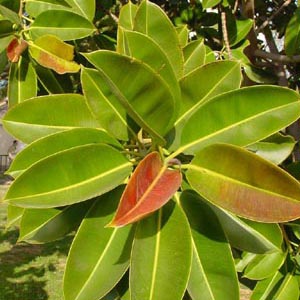 Фикус каучуконосный / Ficus elastica - листья