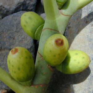 Фикус эластика / Ficus elastica - плоды