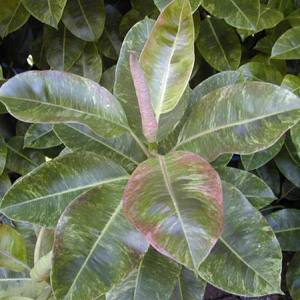Фикус каучуконосный вариегата 
Ficus elastica variegata