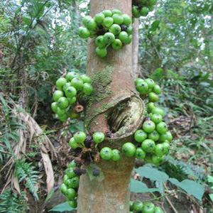 Фикус / Ficus fistulosa - плоды