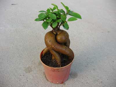 Фикус гинсенг / Ficus ginseng