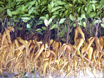 Фикус гинсенг / Ficus ginseng: корни с ветками