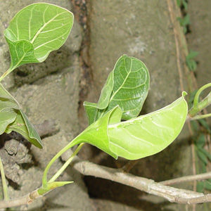 Фикус кришны
Ficus krishnae - листья