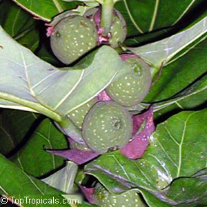 Фикус лировидный / Ficus lyrata - плоды 
original photo (с) www.toptropicals.com