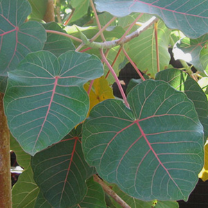 Фикус черешковый 
Ficus petiolaris