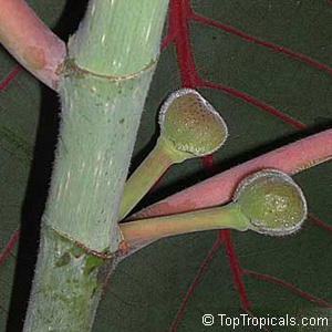 Фикус черешковый / Ficus petiolaris - плоды 
original photo (с) www.toptropicals.com