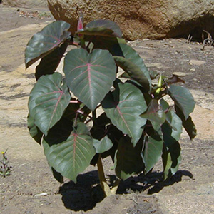 Молодой Фикус черешковый / Ficus petiolaris
