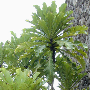Фикус псевдопальма / Ficus pseudopalma - листья