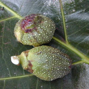 Фикус псевдопальма / Ficus pseudopalma - плоды