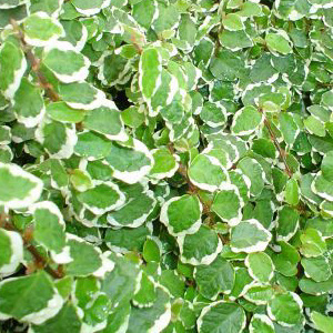 Фикус карликовый вариегата 
Ficus pumila variegata