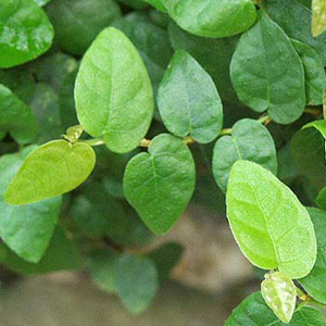 Фикус карликовый / Ficus pumila