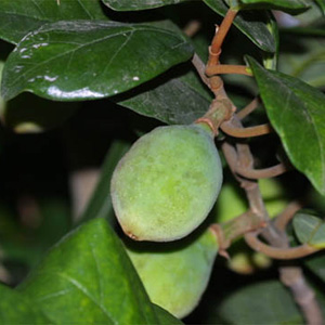 Фикус карликовый / Ficus pumila - плоды