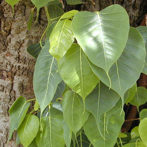 Фикус религиозный / священный 
Ficus religiosa - листья