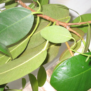 Фикус ржаво-красный / Ficus rubiginosa - листья