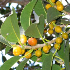 Фикус ржаво-красный / Ficus rubiginosa - сиконии 
original photo (с) John R. McPherson