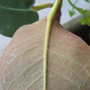 Фикус ржаво-красный / Ficus rubiginosa - опушение