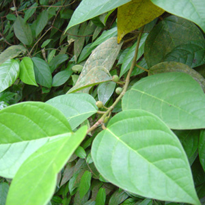 Фикус стреловидный / Ficus sagittata