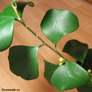  / Ficus triangularis