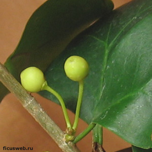    / Ficus triangularis - 