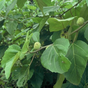  / Ficus vallis-choudae -  
original photo () www.figweb.org